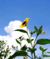 foto,tela,gratis,paisaje,fotografía,idea,En veranos...girasoles, Póngase amarillo, Girasol, Cielo azul, 