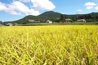 foto,tela,gratis,paisaje,fotografía,idea,Un oído del arroz crece, Arroz, , , 