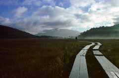 foto,tela,gratis,paisaje,fotografía,idea,Shitsugen melancólico., Nube, Árbol, Montaña, Niebla