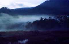 foto,tela,gratis,paisaje,fotografía,idea,Azul fluyendo, Cielo, Árbol, Montaña, Niebla