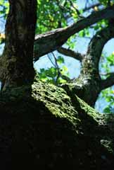 foto,tela,gratis,paisaje,fotografía,idea,Líquen creiendo en un árbol., Cáscara del árbol, Rama, Tronco, 