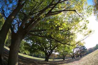 foto,tela,gratis,paisaje,fotografía,idea,Otoño Park, Cielo azul, Césped, Árboles, Permisos de otoño