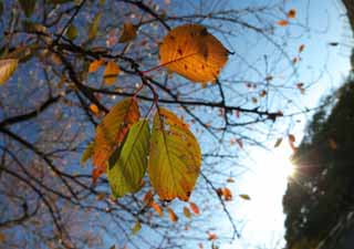 foto,tela,gratis,paisaje,fotografía,idea,Cherry otoño las hojas, Cielo azul, Rama, El domingo, Permisos de otoño