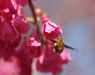 foto,tela,gratis,paisaje,fotografía,idea,Las abejas en frío Scarlet Cherry, KURA de rodilla de Kan., Cereza, Sakura, Cereza fría escarlata