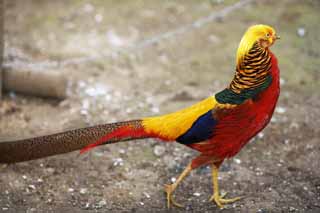 foto,tela,gratis,paisaje,fotografía,idea,Golden faisán, Faisánes de oro, Kim observa aves, China, Lujoso