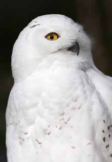 foto,tela,gratis,paisaje,fotografía,idea,Snowy owl, Búho blanco, Búho católico, Búho blanco como la nieve, Ojos