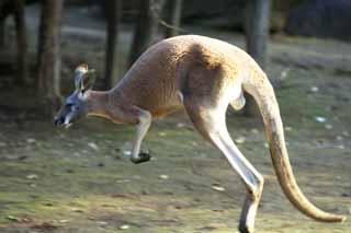 foto,tela,gratis,paisaje,fotografía,idea,Red canguro, Canguro, Australia, Hot-for -, Marsupial