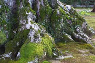 foto,tela,gratis,paisaje,fotografía,idea,Oak, Herencia de mundo, Caseta dorada, Ashikaga Yoshimitsu, Kioto