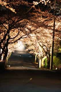 foto,tela,gratis,paisaje,fotografía,idea,Una situación ver flores de cerezo por la noche hacer un túnel, Cerezo, , , Árbol de zona lateral de camino