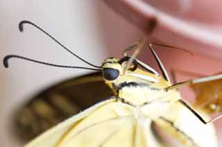 foto,tela,gratis,paisaje,fotografía,idea,Un swallowtail amarillo común, Mariposa, , , Ojos compuestos