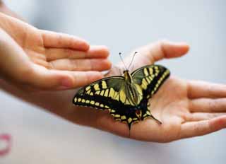 foto,tela,gratis,paisaje,fotografía,idea,Juegue con un swallowtail amarillo común, Swallowtail amarillo común, Mariposa de swallowtail, , Pluma