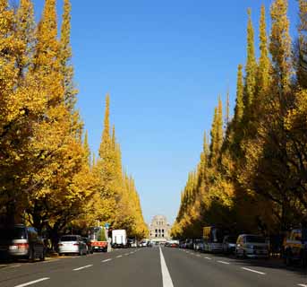 foto,tela,gratis,paisaje,fotografía,idea,Una hilera de ginkgo de jardín exterior de árboles, Ginkgo, , Póngase amarillo, Árbol de zona lateral de camino