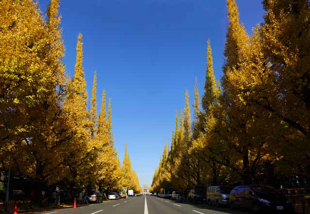 foto,tela,gratis,paisaje,fotografía,idea,Una hilera de ginkgo de jardín exterior de árboles, Ginkgo, , Póngase amarillo, Árbol de zona lateral de camino