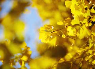 foto,tela,gratis,paisaje,fotografía,idea,El amarillo de un ginkgo brillando, Ginkgo, , Póngase amarillo, Árbol de zona lateral de camino