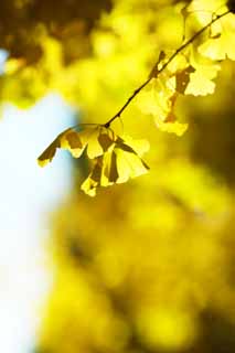 foto,tela,gratis,paisaje,fotografía,idea,El amarillo del ginkgo, Ginkgo, , Póngase amarillo, Árbol de zona lateral de camino