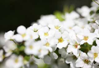 foto,tela,gratis,paisaje,fotografía,idea,Un spiraea, Váyase; un sauce, Flor de la primavera, Parque, Floret