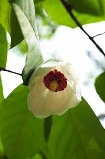 foto,tela,gratis,paisaje,fotografía,idea,Una magnolia, Flor blanca, Magnolia, Magnolia de Oba, Hanaki