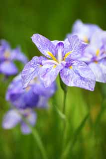 foto,tela,gratis,paisaje,fotografía,idea,Un lirio, Obras dramáticas de flor, Bandera azul, Un lirio, ¡ojalá!, pare