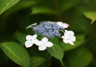 foto,tela,gratis,paisaje,fotografía,idea,Hydrangea macrophylla, Hydrangea, , , La estación lluviosa