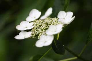 foto,tela,gratis,paisaje,fotografía,idea,Hydrangea macrophylla, Hydrangea, , , La estación lluviosa