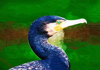 illust,tela,gratis,paisaje,fotografía,idea,pintura,Lápiz de color,dibujo,Un cormorán común, Cormorán, , , Factura