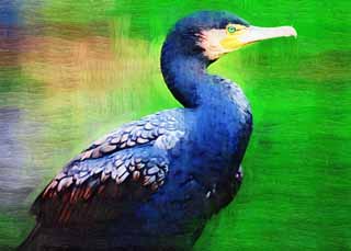 illust,tela,gratis,paisaje,fotografía,idea,pintura,Lápiz de color,dibujo,Un cormorán común, Cormorán, , , Factura