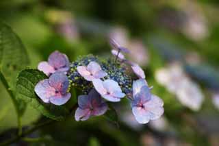 foto,tela,gratis,paisaje,fotografía,idea,Hydrangea macrophylla, Hydrangea, , , La estación lluviosa