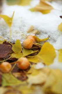 foto,tela,gratis,paisaje,fotografía,idea,Es un ginkgo en la nieve, Ginkgo, , , La nieve