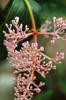 foto,tela,gratis,paisaje,fotografía,idea,Speciosa, Rosado, Floret, Inflorescence, La zona tropical