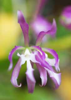 foto,tela,gratis,paisaje,fotografía,idea,Orquídea de Epidendrum, Rosado, Una orquídea, Inflorescence, La zona tropical