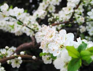 foto,tela,gratis,paisaje,fotografía,idea,Flores de ciruelo., Blanco, Primavera, , 