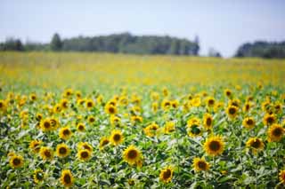 foto,tela,gratis,paisaje,fotografía,idea,El girasol del un equipo, Girasol, Flor lleno, Cielo azul, Lugar natural o centro que añaden el encanto poético a la estación del verano