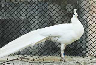 foto,tela,gratis,paisaje,fotografía,idea,Un pavo real blanco, Pavo real, , Pavo real blanco, Pluma