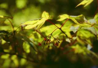 foto,tela,gratis,paisaje,fotografía,idea,Flor de arce, Verde tierno, , , 