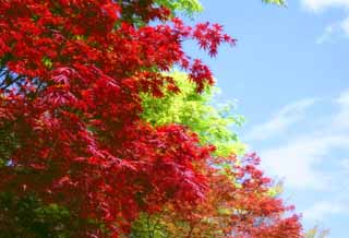 foto,tela,gratis,paisaje,fotografía,idea,Primavera al rojo, Permisos de otoño, Cielo azul, , 