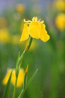 foto,tela,gratis,paisaje,fotografía,idea,Iris pseudoacorus, Bandera melodiosa, Un lirio, , Póngase amarillo