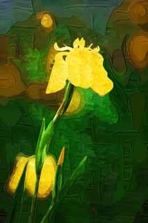 illust,tela,gratis,paisaje,fotografía,idea,pintura,Lápiz de color,dibujo,Iris pseudoacorus, Bandera melodiosa, Un lirio, , Póngase amarillo