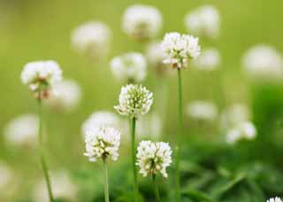 foto,tela,gratis,paisaje,fotografía,idea,Un holandés blanco, Hoja, Holandeses blancos, Flor de loto de Países Bajos, Trébol