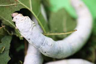 foto,tela,gratis,paisaje,fotografía,idea,La larva del gusano de seda, Seda, Gusano de seda, Tejido, Oruga verde