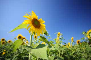 foto,tela,gratis,paisaje,fotografía,idea,El girasol del un equipo, Girasol, , , 