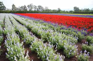 foto,tela,gratis,paisaje,fotografía,idea,Un jardín de flores de Furano, Jardín de flores, Salvia, Soy bonito, Fantasía