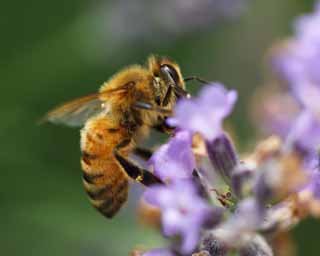 foto,tela,gratis,paisaje,fotografía,idea,Es una abeja a una lavanda, Abeja, , , Lavanda