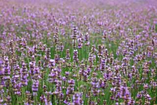 foto,tela,gratis,paisaje,fotografía,idea,Un jardín de flores de Furano, Jardín de flores, Lavanda, Soy bonito, Fantasía