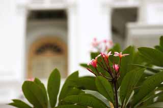 foto,tela,gratis,paisaje,fotografía,idea,Un frangipani rosa, Islam, Templo, Religión, Soy bonito