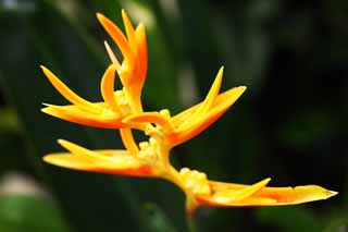 foto,tela,gratis,paisaje,fotografía,idea,Una flor del jengibre, Flor del jengibre, Ginger, Planta tropical, Póngase amarillo