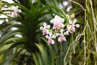 foto,tela,gratis,paisaje,fotografía,idea,Una orquídea rosa, Una orquídea, , , Soy lujoso