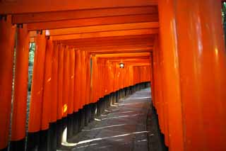 foto,tela,gratis,paisaje,fotografía,idea,1,000 Fushimi - Inari Taisha toriis del santuario, Visita de Año Nuevo para un santuario sintoísta, Torii, Inari, Zorro