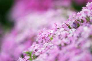 foto,tela,gratis,paisaje,fotografía,idea,Flores de ensueño., Furano, Flor, Phlox de musgo, 