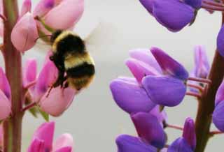 foto,tela,gratis,paisaje,fotografía,idea,Abeja volando, Abeja, Lupine, Flor, Insecto