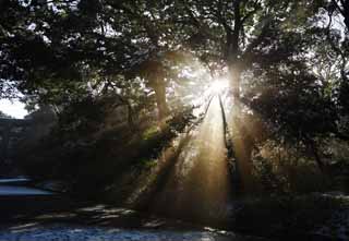 foto,tela,gratis,paisaje,fotografía,idea,La luz del oráculo, Dios de ballena sei, Línea ligera, Luz sagrada, Luminosidad